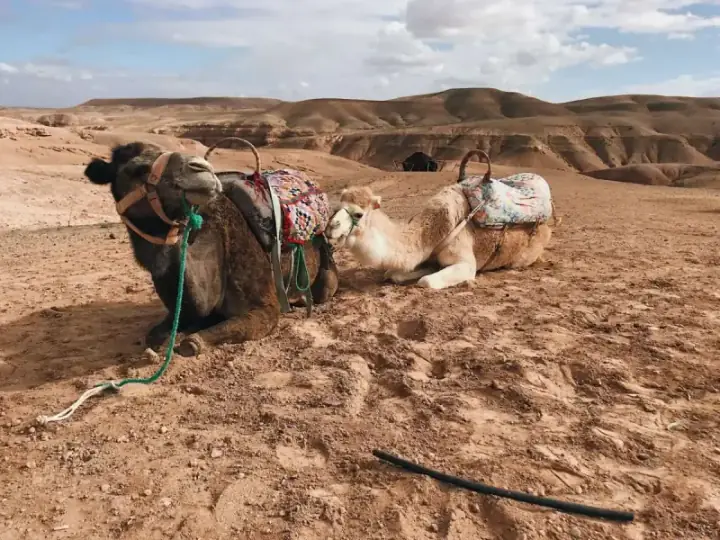 Overnight Atlas Mountains Hike and Agafay Desert Camel Ride — photo 1 sur adventuro