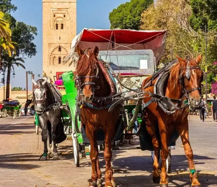 Promenade en calèche à Marrakech en soirée — photo 1 sur Ceetiz