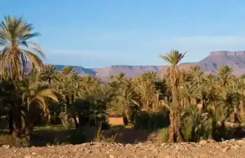 Palmeraie au pied des montagnes