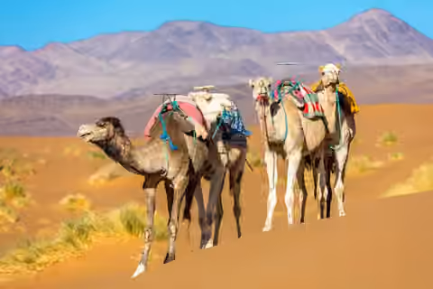 Caravane près de Zagora