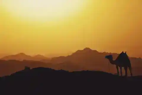 Silhouette de dromadaire au coucher du soleil — Project Expedition