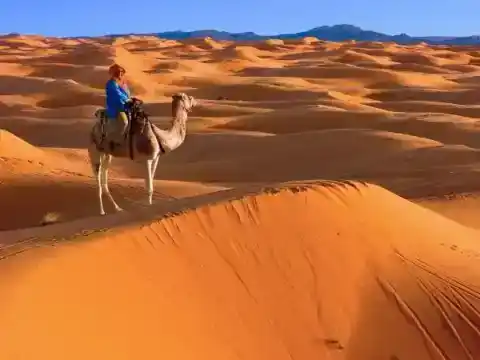 Dromadaire dans le Sahara — Responsible Travel