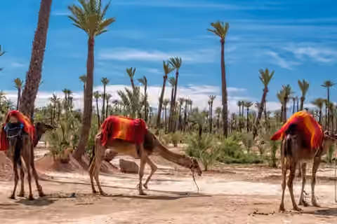 Balade à dos de chameau dans la palmeraie