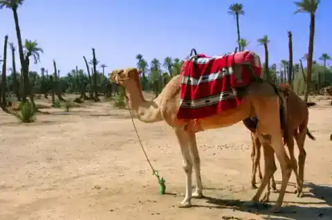 Dromadaires sellés dans la palmeraie — Traveloka