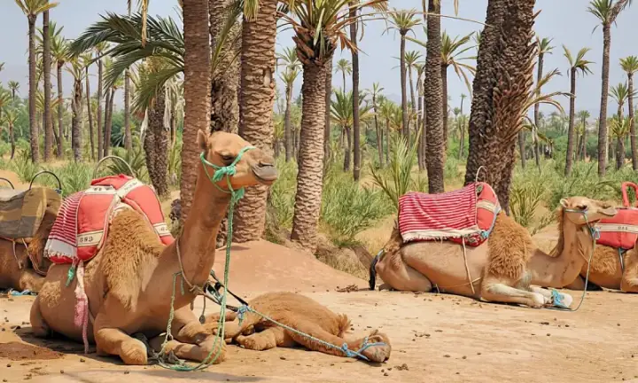 Camel ride in Marrakech Palm Grove — photo 1 sur Trip.com