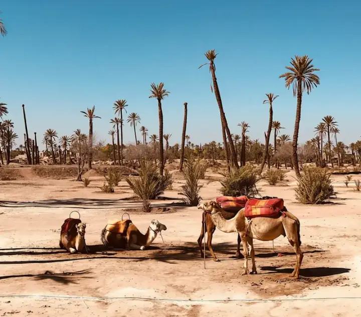 Palmeraie camel ride from Marrakech with tea break — photo 1 sur Trip.com