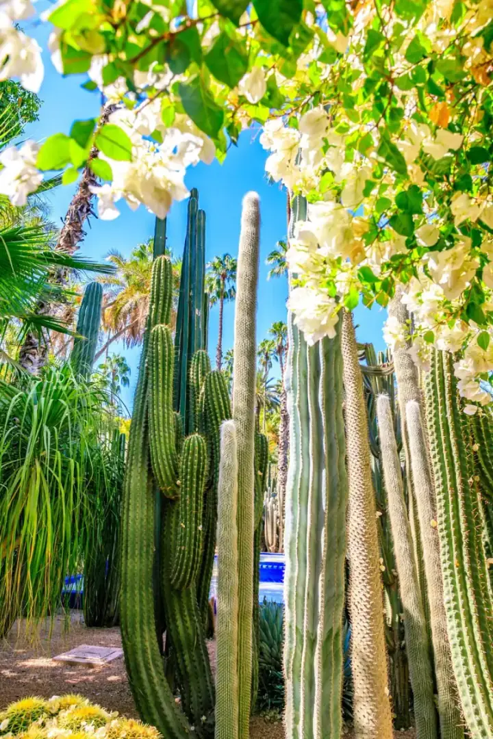 Jardin Majorelle — photo 1 sur Trip.com