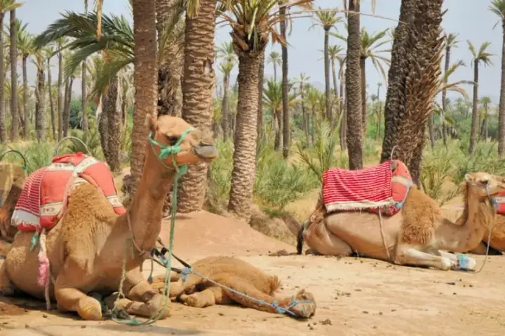 Promenade à dos de chameau dans la palmeraie de Marrakech — photo 1 sur TUI Musement
