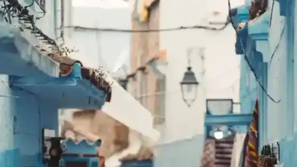 Excursion privée dans les ruelles de Chefchaouen — sélection GetYourGuide Transfers