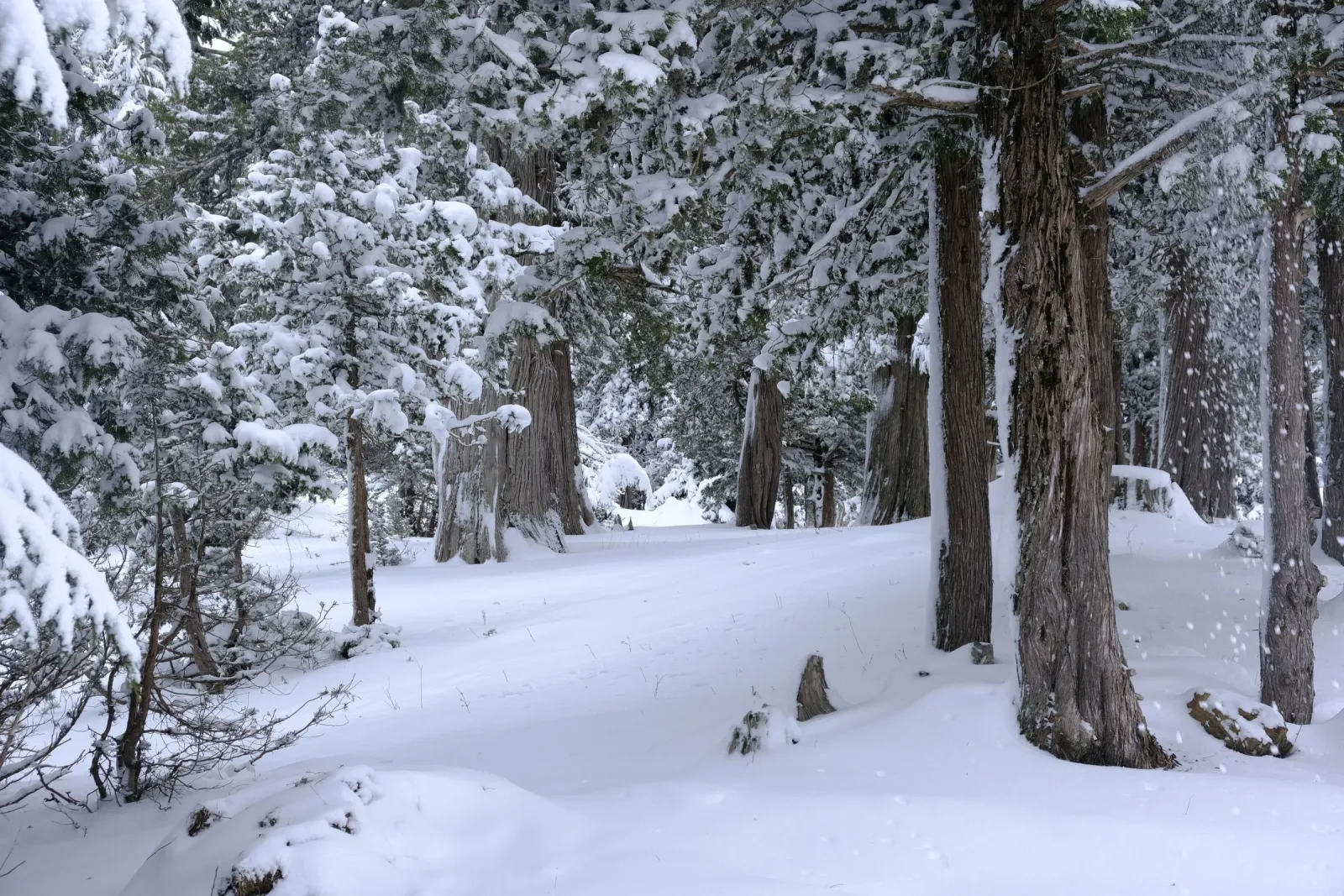La forêt de cèdres