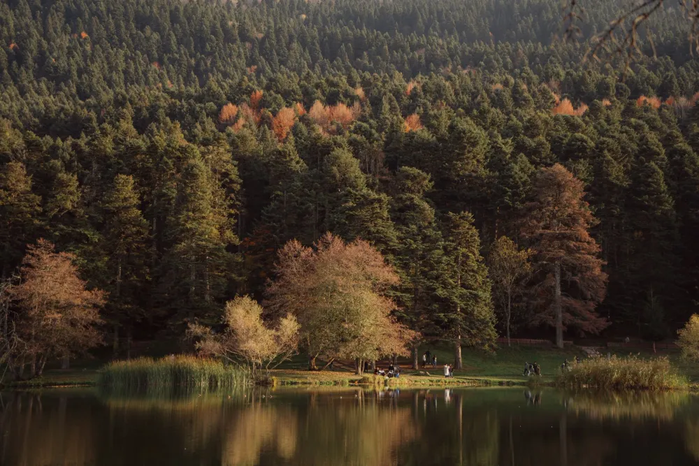 La forêt de cèdres