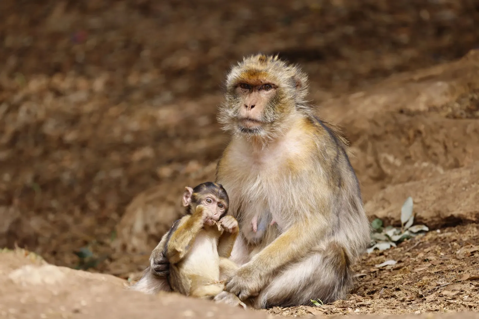 Les singes magots