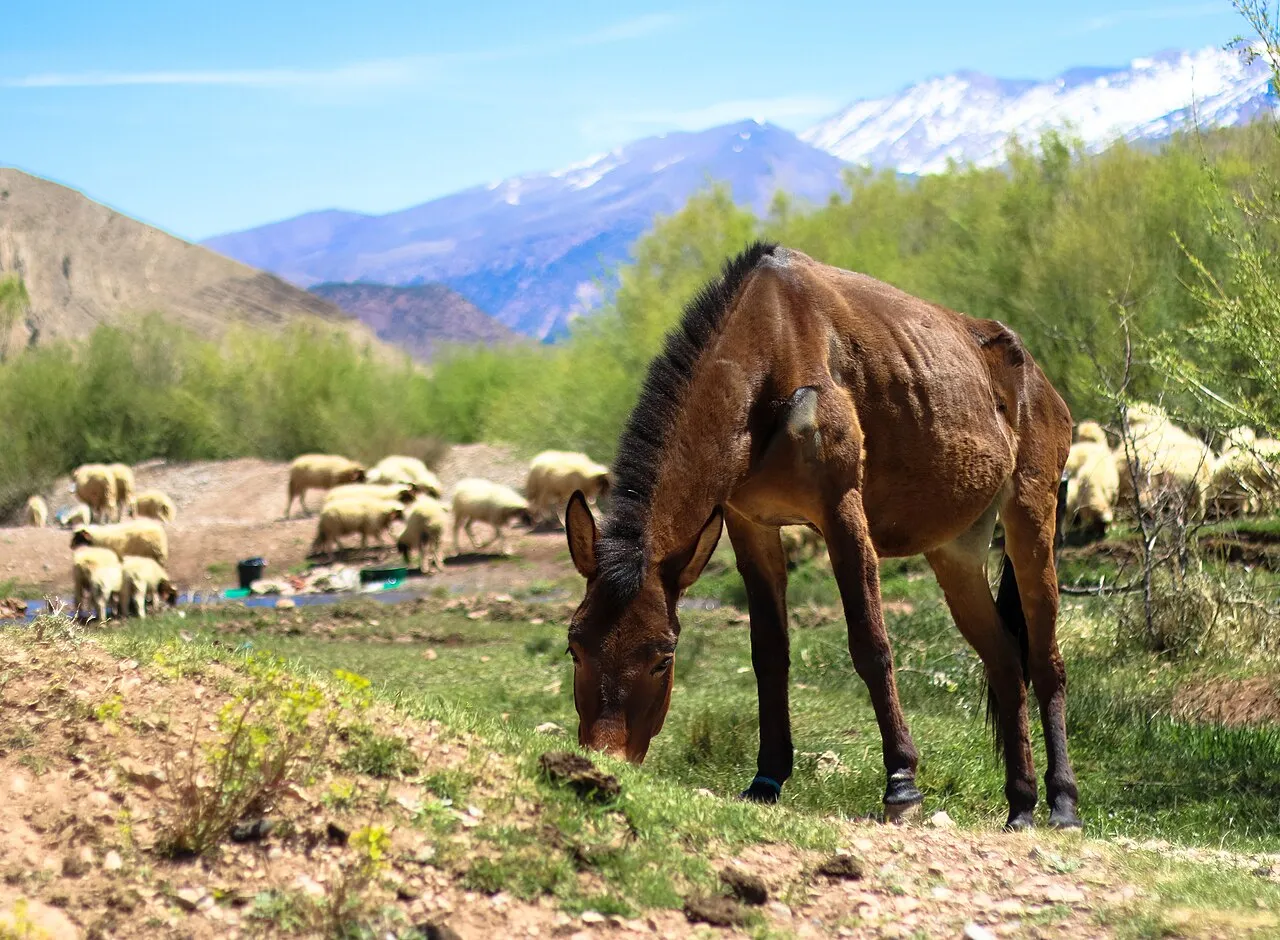 La vallée d’Aït Bouguemez, Azilal