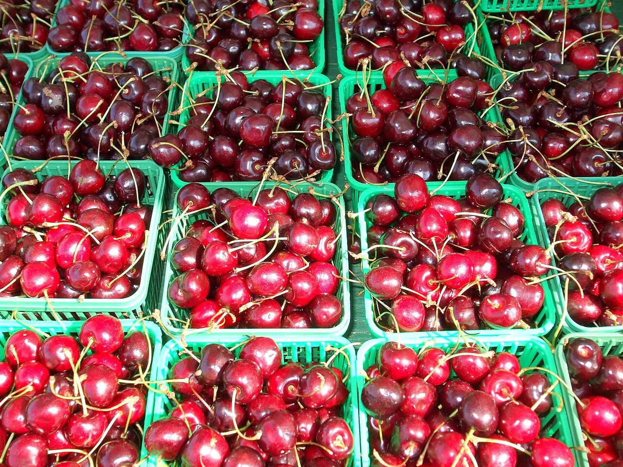 Le festival des cerises, Sefrou